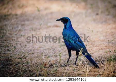 Burchell's Starling (Lamprotornis australis), Moremi National Park on the ground in front of a tree, Okavango Delta, Botswana