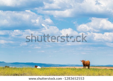 Amazing landscape of green grass with grazing cows on background of blue sky with clouds
