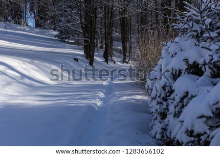Cold winter morning in mountain foresty with snow covered fir trees. Splendid outdoor scene of mountains. Beauty of nature concept background.