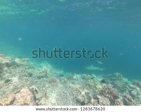 a grey shark of reefs swimming in the water of maldives. reef of maayafushi island