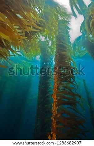 Colourful Giant Kelp plants seascape with sun in the background in cold water Royalty-Free Stock Photo #1283682907