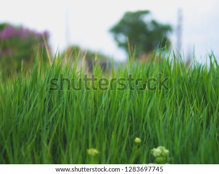 Photo of juicy grass close-up. To create a background for your postcards, or for a screensaver.