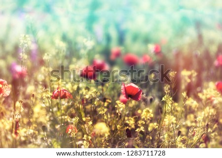 Poppy flower, red poppy flower in field of rapeseed