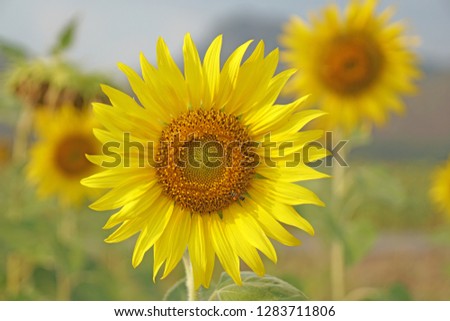 Closeup Sunflower is Big yellow flower in the field at Khao Jeen Lae Sunflower Feild Lopburi Thailand