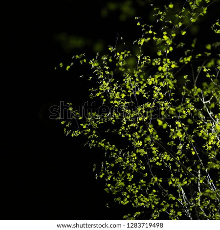 Night photography, silhouettes of trees and birch lit flashlight