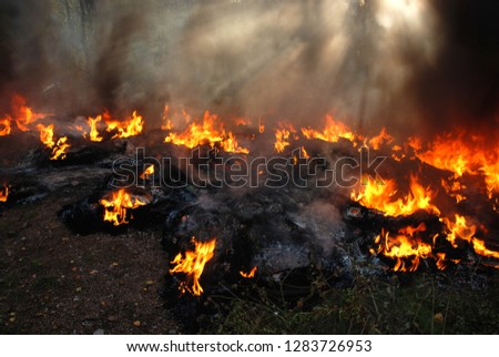 Forest fire with beautiful sun rays in the smoke. On sunny day old tires are burning in the forest.