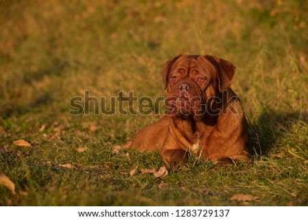 Dogue de Bordeaux dog Royalty-Free Stock Photo #1283729137