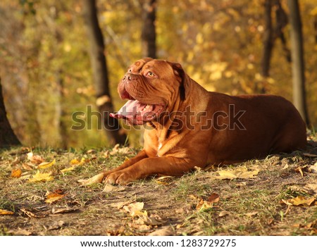 Dogue de Bordeaux dog Royalty-Free Stock Photo #1283729275