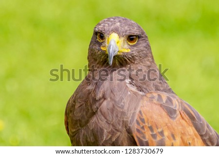 The picture of the wild eagle with nice colour of the wings and green grass blur as background 