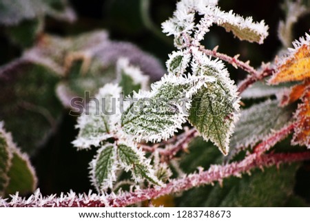 Nature covered in frost