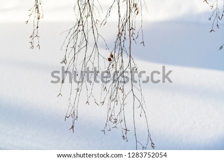 thin birch twigs on white snow background