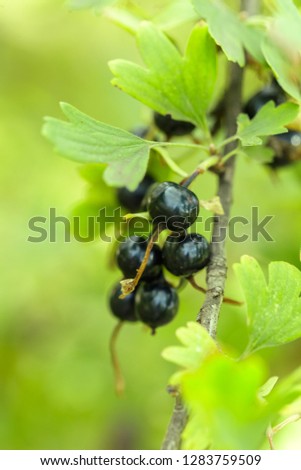 the black currant berries on a Bush close-up 