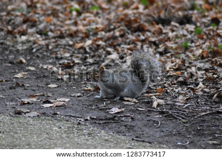 Squirrel taken at Chard Reservoir Nature Reserve , Chard, Somerset, UK