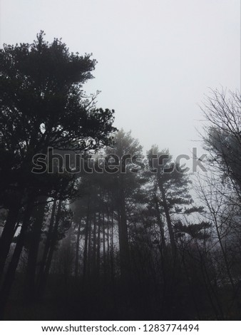 Foggy woods photo
