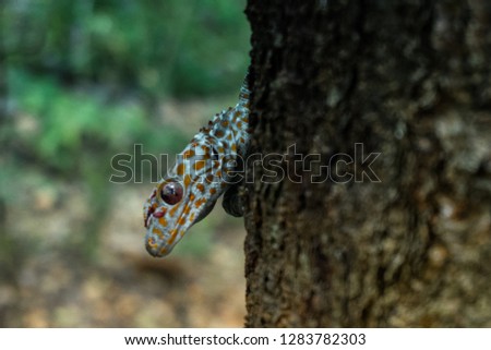 Tokay gecko sticks in a tree. The tokay gecko (Gekko gecko) is a nocturnal arboreal gecko in the genus Gekko.