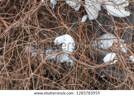 bushes under the snow