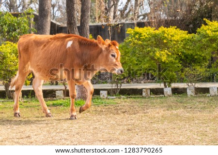 Young cow calf walking in thge ground