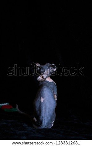Sphynx cat on black background, it is from an extensive session