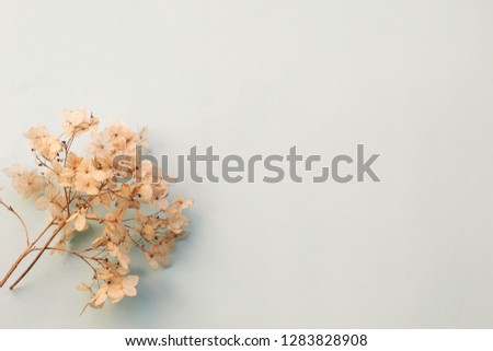 Dried flowers hydrangea on light blue background top view. Copy space