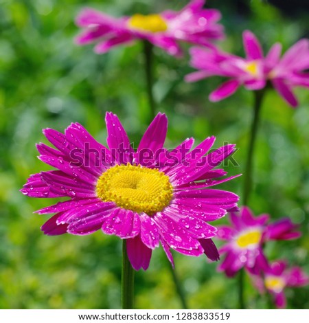 The pink pyrethrum, or Persian Daisy (lat. Pyrethrum roseum) close-up