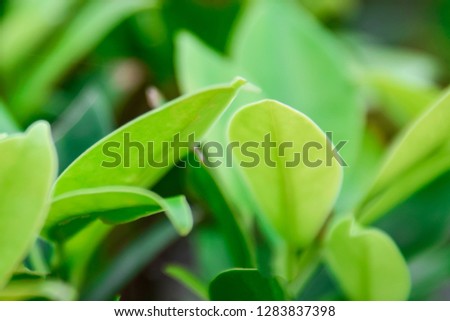 Closeup nature green for background/texture leaf blurred and green natural plants branch in garden at summer under sunlight concept design wallpaper view with copy space add text.