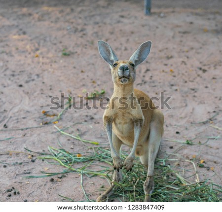 A portrait of a funny kangaroo in an open zoo.