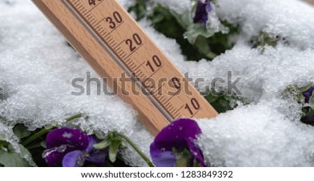 Thermometer in snow with pink flower in winter
