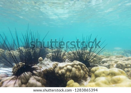 close up Sea urchin under water from thailand