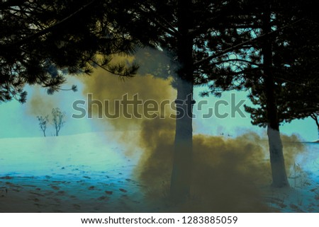 Smoke and mist in pine forest in winter snowy landscape.