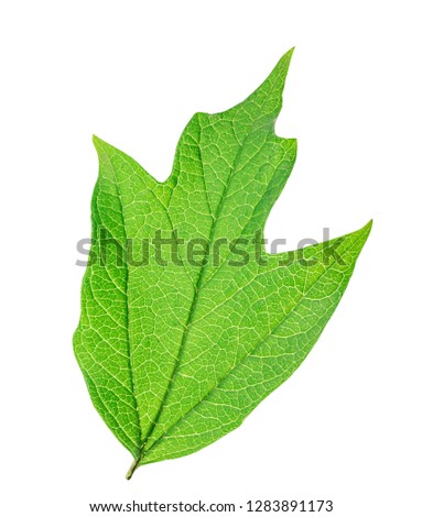 Green leaf isolated on white background. Clipping path