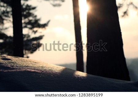 Nature background. Sunset in winter forest.