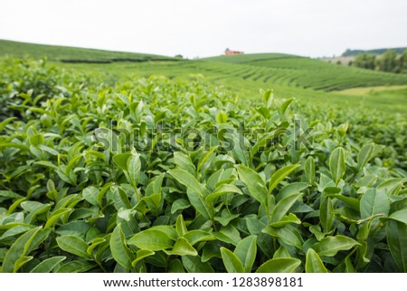 Organic tea growth in highland