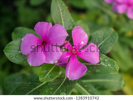 Flower picture that can make us feel fresh and happy. That was the winter flower in Indonesia today