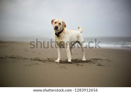 Portrait of a labrador dog on a beach.