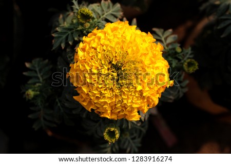 Marigold Flower, Orange and Yellow Marigold Heads