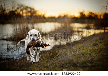Dog carrying a dead duck in its mouth by a lake.