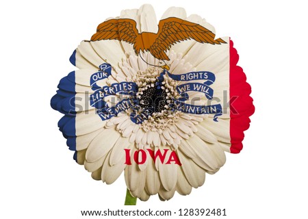 gerbera daisy flower in colors flag of us state of iowa on white background as concept and symbol of love, beauty, innocence, and positive emotions