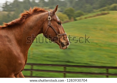 Portrait of a horse in its enclosure.