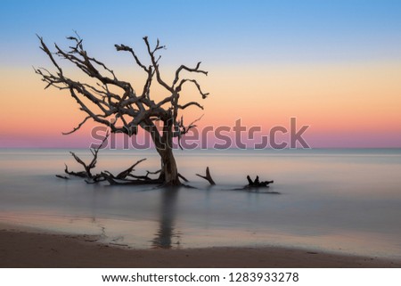 Bare oak tree in the Atlantic Ocean from Driftwood Beach on Jekyll Island, Georgia  Royalty-Free Stock Photo #1283933278