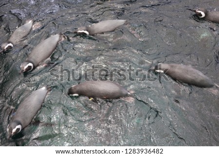 Penguins swimming in circles