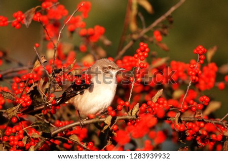 Northern Mockingbird (Mimus polyglottos) in Winterberry bush (Ilex verticillata) Marion County, Illinois