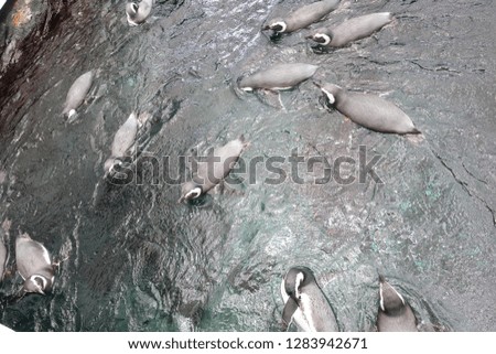 Penguins swimming in water