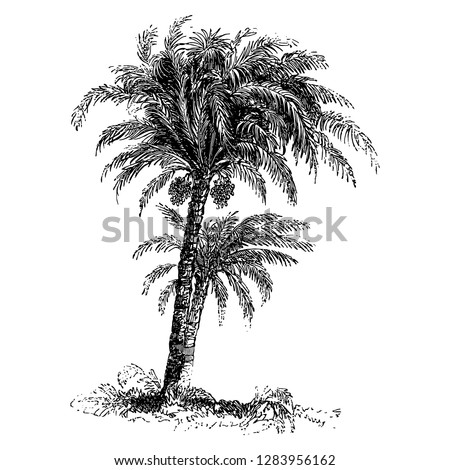 Date Palm Tree Engraving Vintage Vector Illustration