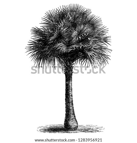 Fan Palm Tree Engraving Vintage Vector Illustration
