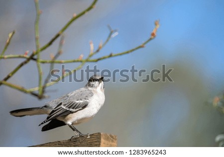 Northern Mockingbird perched in fence