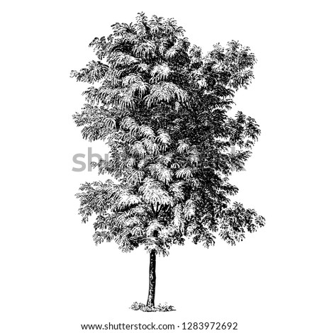 Robinia Pseudoacacia Tree Engraving Vintage Vector Illustration
