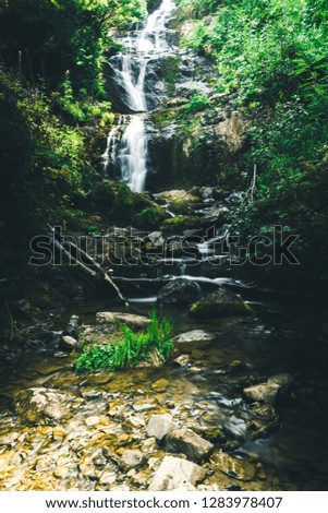 Mountain waterfall in summer forest. River with wet stones and plants on shore.