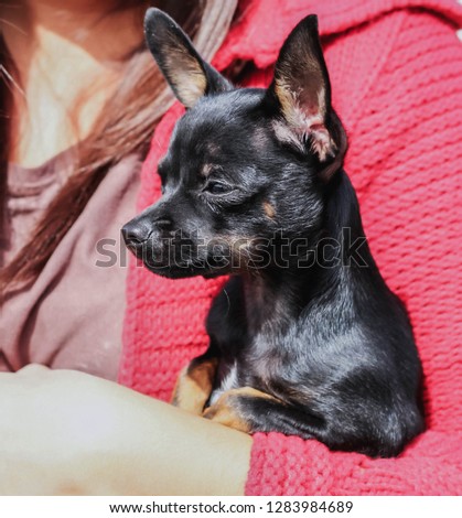 woman with red knitted fabric holding black chihuahua in her arms