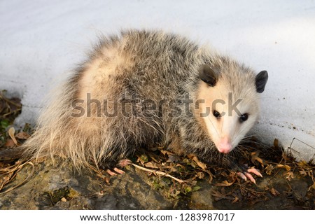 Cautious Virgina Opossum in sun on a warm winter day in Toronto Canada