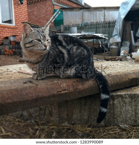 Cat yard owner